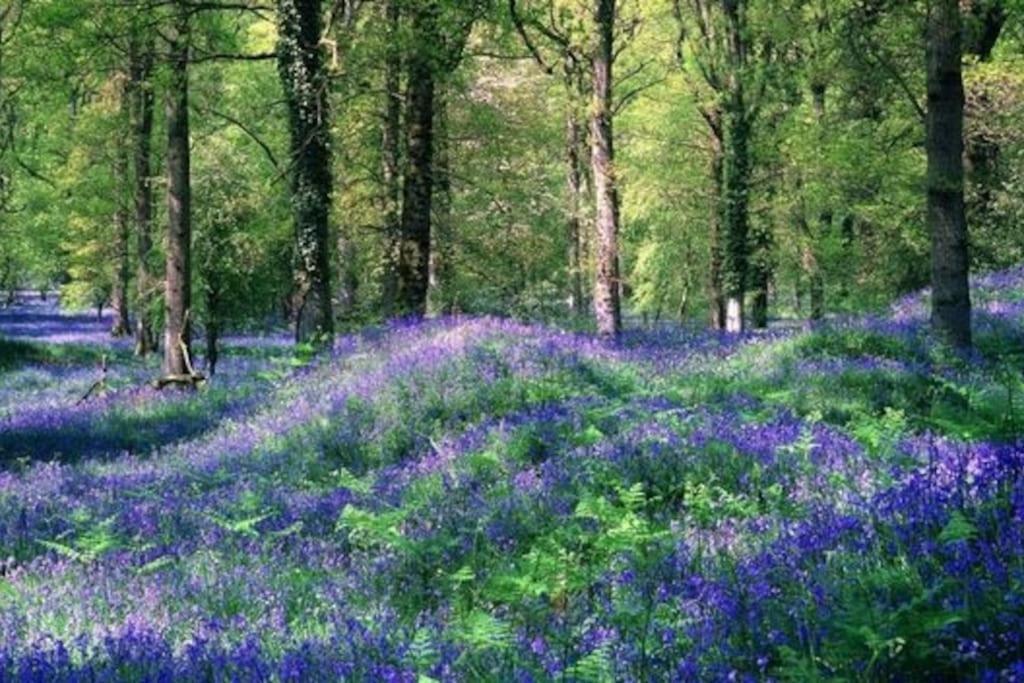 The Cider House Holiday Cottage Welsh Newton Common Экстерьер фото